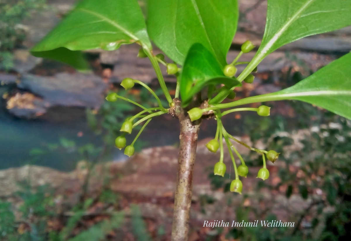 Canthium coromandelicum (Burm.f.) Alston